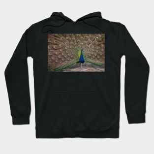 Peacock display Hoodie